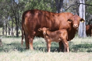 Alma Tawny WV 4719 hfr calf