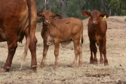 Alma Tawny heifer calves - Jan 2018