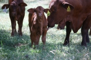 Tawny bull calf to WV Carnival