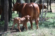 Newborn Tawny heifer calf to WV Eden