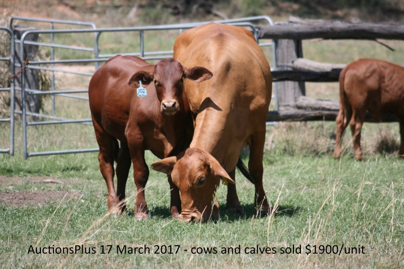 Auctions Plus cows & calves