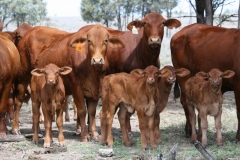 Maiden heifers and calves - 2016