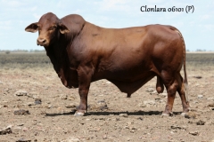 Clonlara 06101