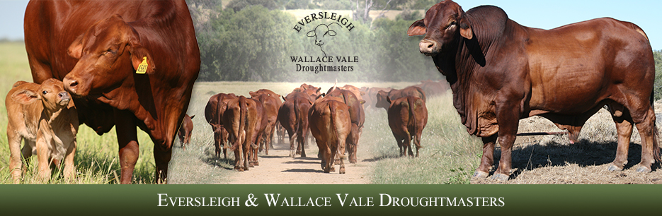 Eversleigh and Wallace Vale Droughtmasters